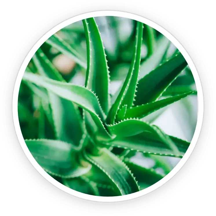Aloe Vera Leaf